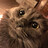 Jack_the_Cat