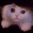 puzzlecat